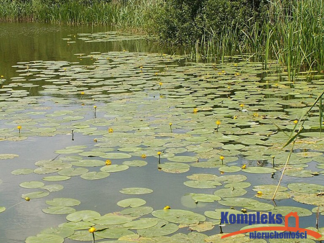 Działka rolna 3000 m2 Giżyn z dostępem do jeziora