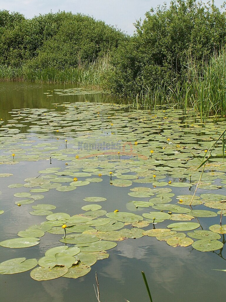 Działka Sprzedaż Giżyn