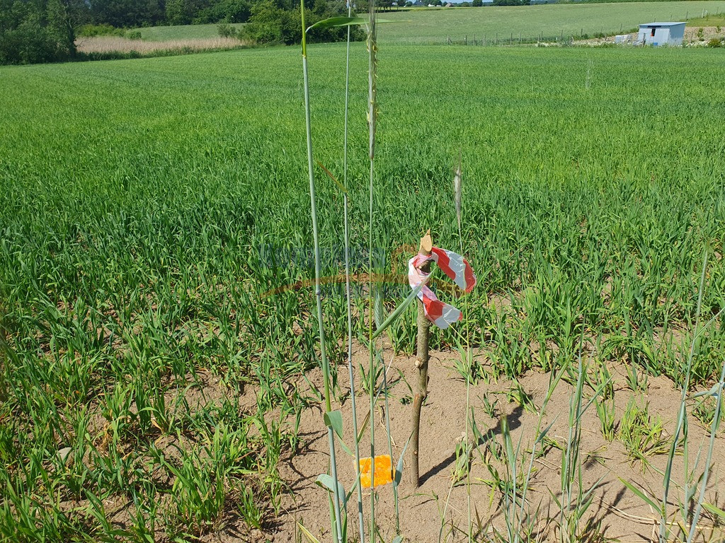 Działka Sprzedaż Zieleniewo