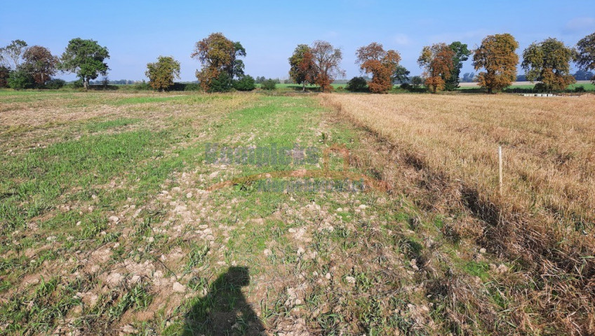 Działka Sprzedaż Kurów