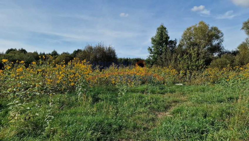 Działka Sprzedaż Starościn