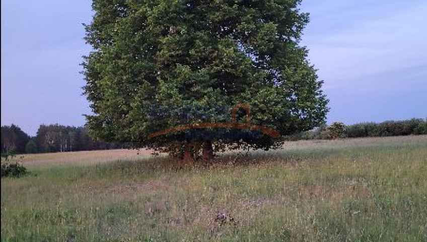 Działka Sprzedaż Lubczyna