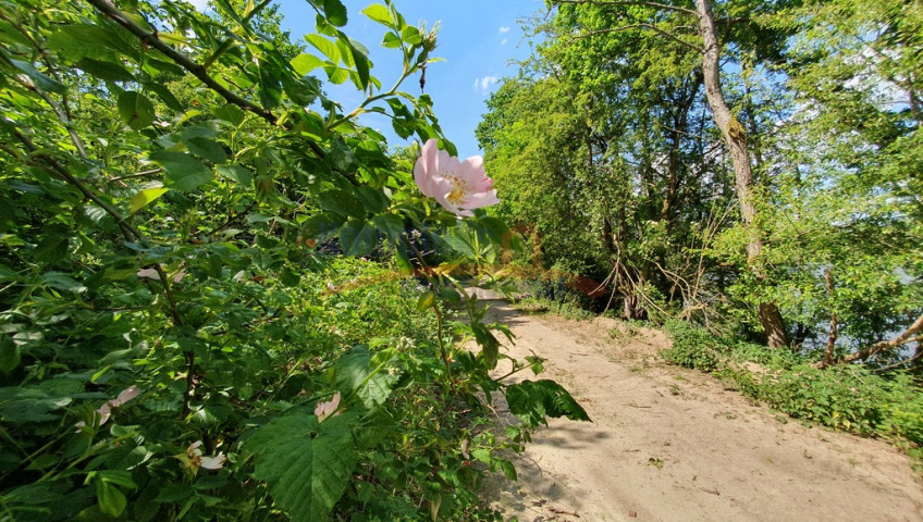 Działka Sprzedaż Zieleniewo